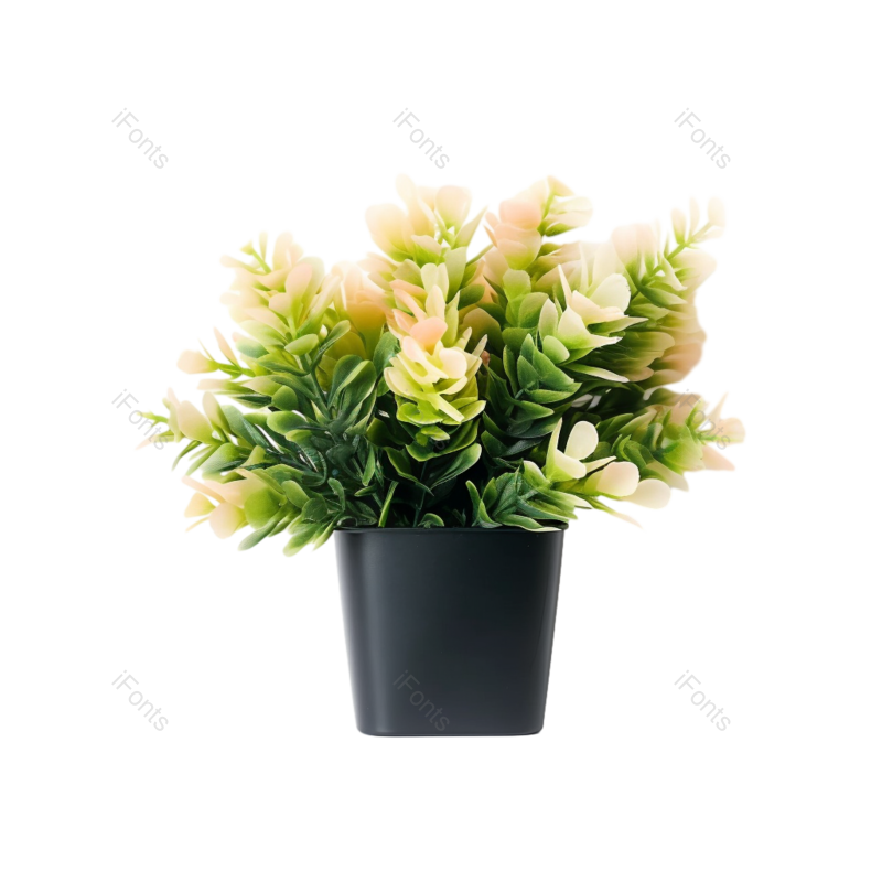 摄影图片,白色背景元素,自然PNG,花瓣免抠素材